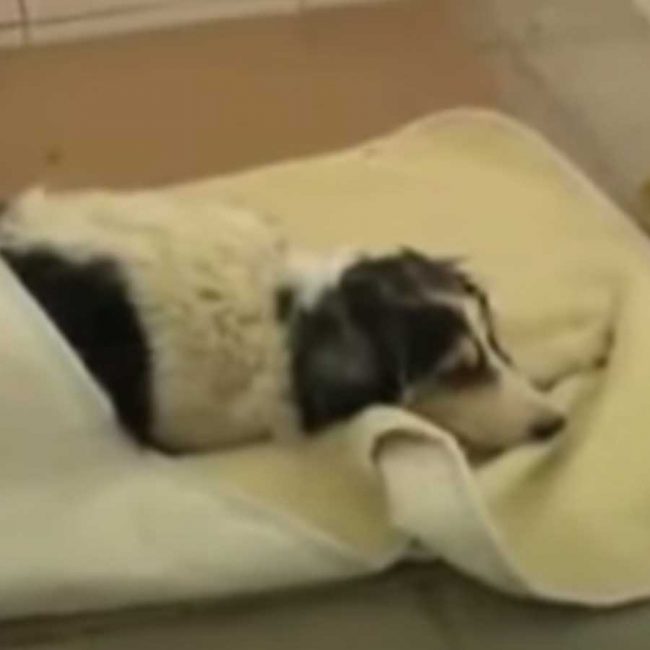 World of Strays Malta Tierschutz Star Straßenhunde