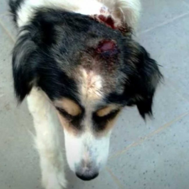 World of Strays Malta Tierschutz Star Straßenhunde