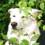 Dog Stories Hundegeschichten Elna Griechenland World of Strays Straßenhunde Tierschutz