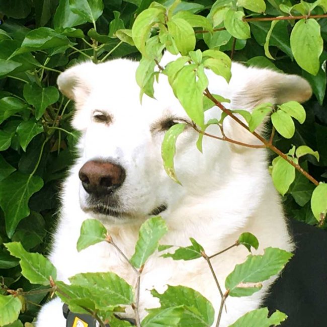 Dog Stories Hundegeschichten Elna Griechenland World of Strays Straßenhunde Tierschutz
