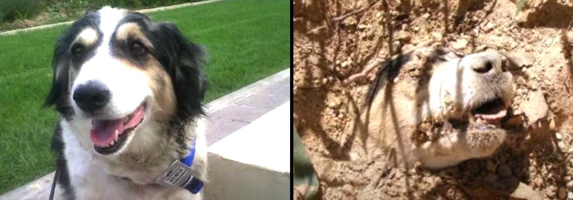 Star Malta Tierschutz World of Strays Straßenhunde Hundegeschichten