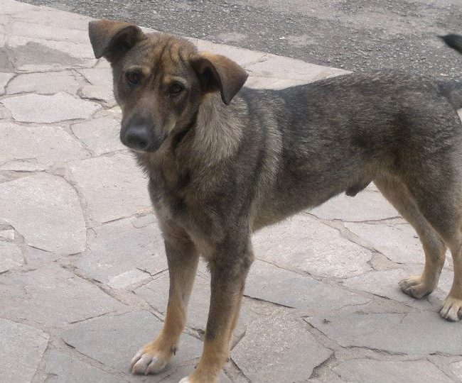 Sivcho Straßenhunde Tierschutz Hunde Bulgarien World of Strays