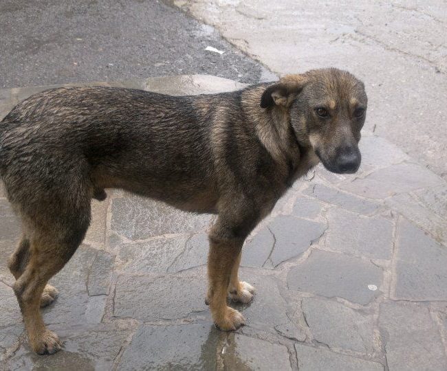 Sivcho Straßenhunde Tierschutz Hunde Bulgarien World of Strays