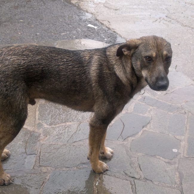 Sivcho Straßenhunde Tierschutz Hunde Bulgarien World of Strays