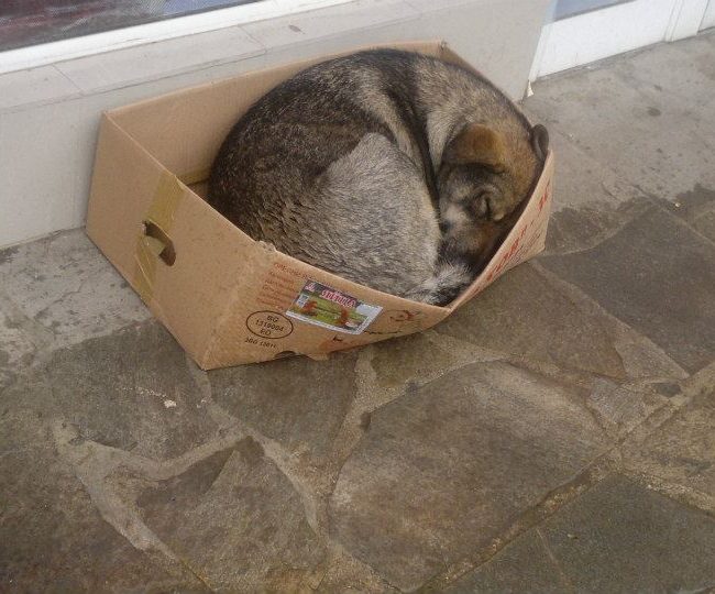 Sivcho Straßenhunde Tierschutz Hunde Bulgarien World of Strays