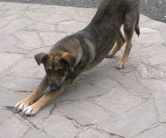 Sivcho Straßenhunde Tierschutz Hunde Bulgarien World of Strays