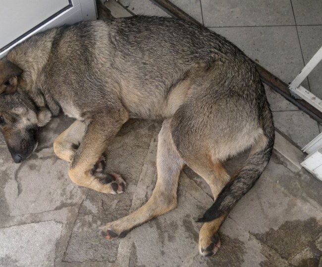 Sivcho Straßenhunde Tierschutz Hunde Bulgarien World of Strays