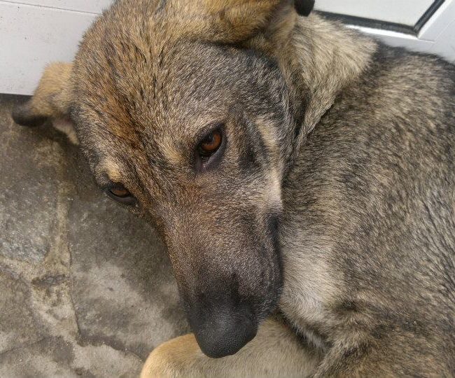 Sivcho Straßenhunde Tierschutz Hunde Bulgarien World of Strays