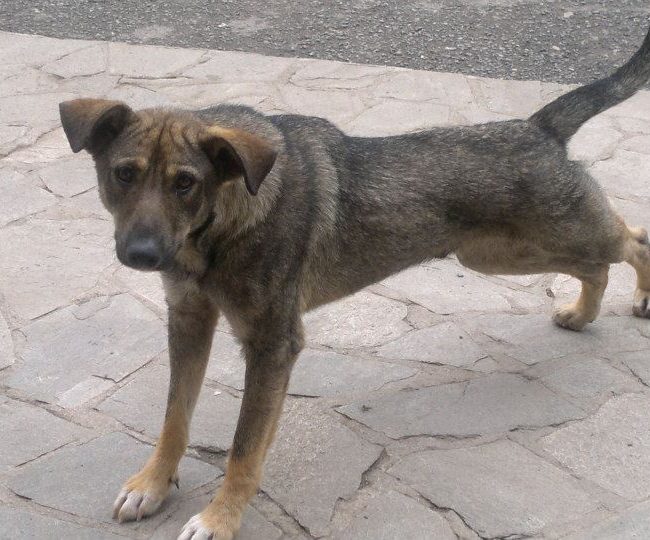 Sivcho Straßenhunde Tierschutz Hunde Bulgarien World of Strays