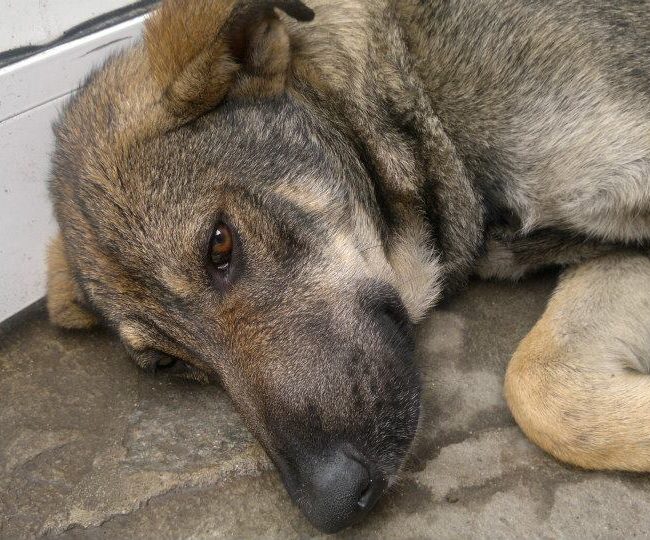Sivcho Straßenhunde Tierschutz Hunde Bulgarien World of Strays