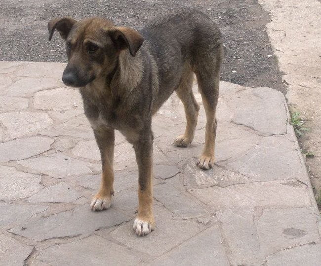 Sivcho Straßenhunde Tierschutz Hunde Bulgarien World of Strays