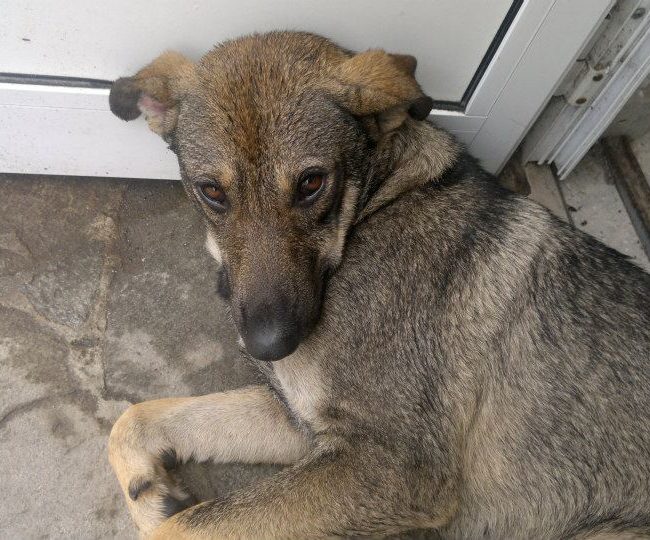 Sivcho Straßenhunde Tierschutz Hunde Bulgarien World of Strays