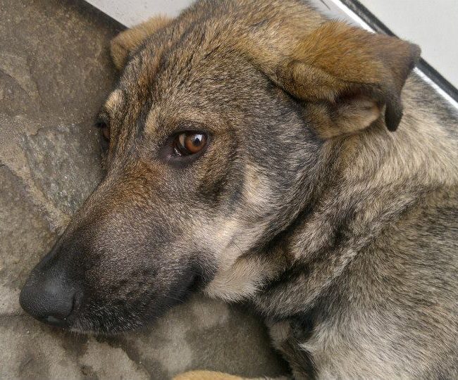 Sivcho Straßenhunde Tierschutz Hunde Bulgarien World of Strays