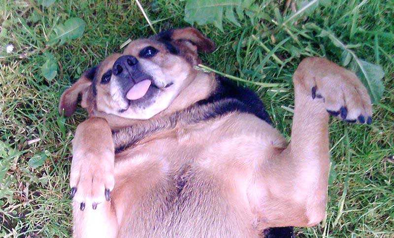 Straßenhunde Rumänien World of Strays