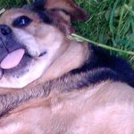 Straßenhunde Rumänien World of Strays