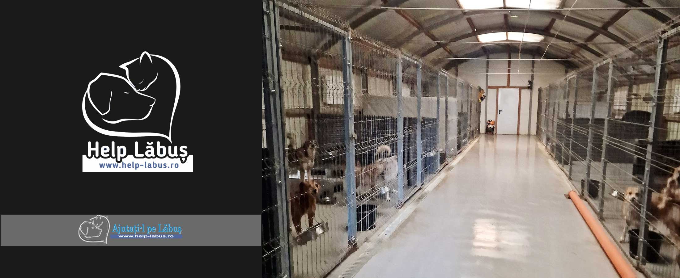 World of Strays Help Labus Rumänien