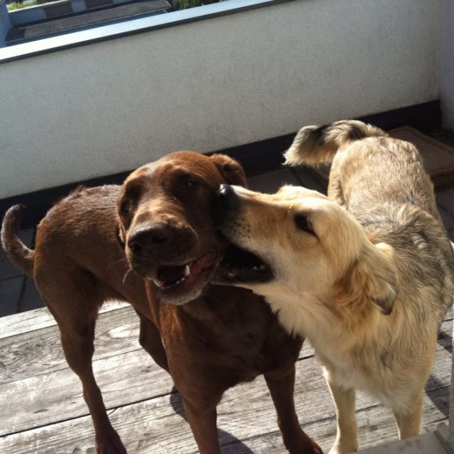 Straßenhunde Rumänien World of Strays