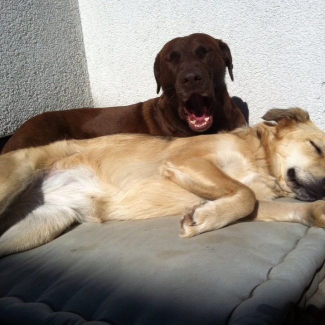 Straßenhunde Rumänien World of Strays