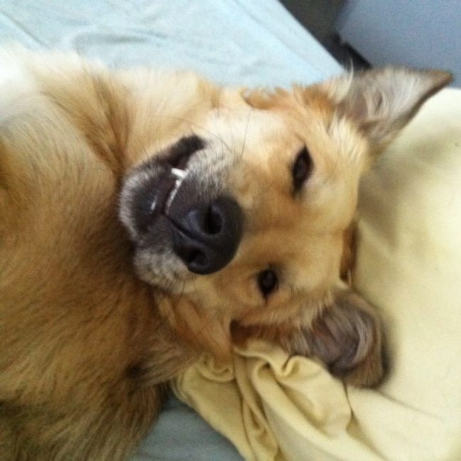 Straßenhunde Rumänien World of Strays