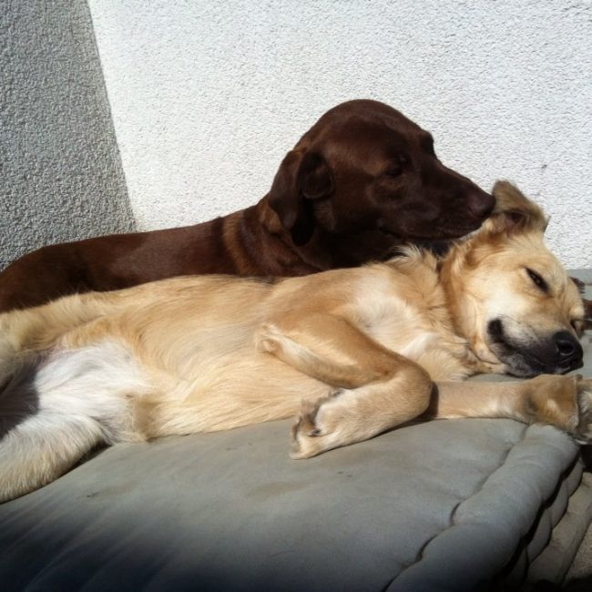 Straßenhunde Rumänien World of Strays