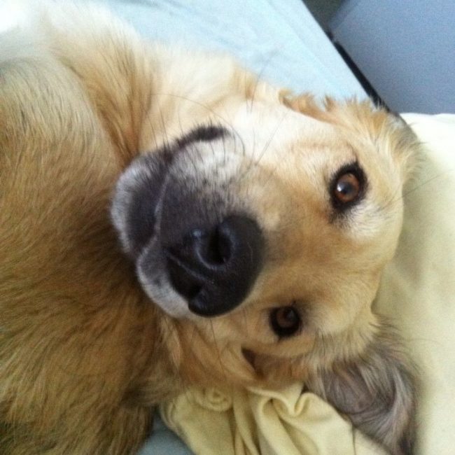 Straßenhunde Rumänien World of Strays