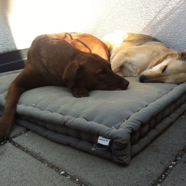 Straßenhunde Rumänien World of Strays