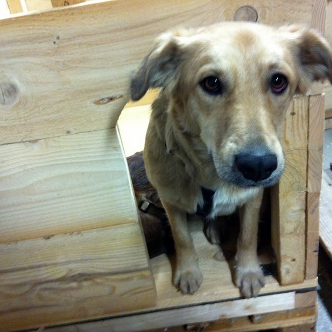 Straßenhunde Rumänien World of Strays