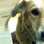 Straßenhunde Rumänien World of Strays