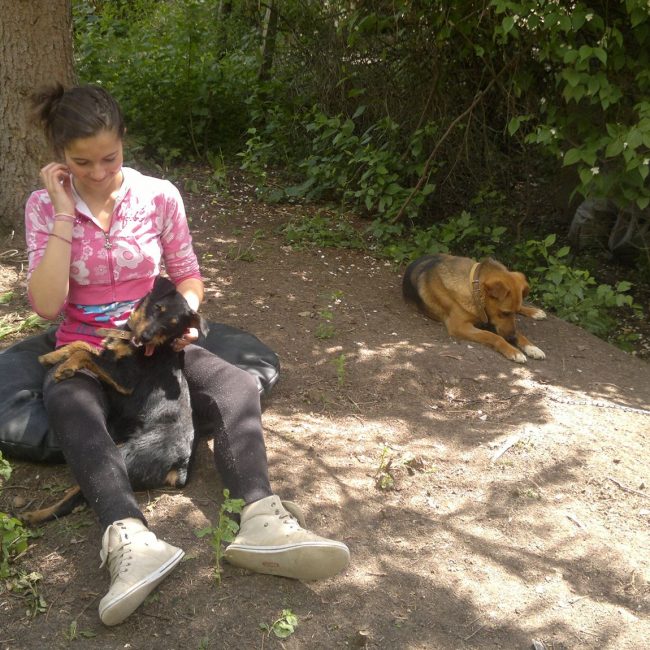 Chipy Tierschutz Hunde Bulgarien World of Strays