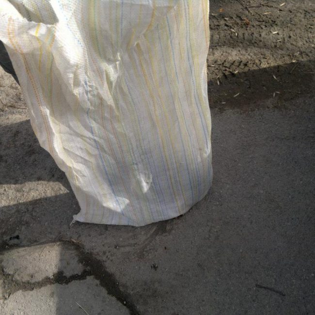 Chipy Tierschutz Hunde Bulgarien World of Strays