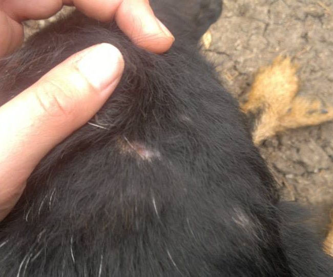 Chipy Tierschutz Hunde Bulgarien World of Strays