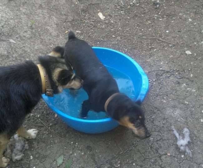 Chipy Tierschutz Hunde Bulgarien World of Strays