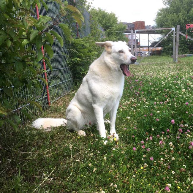 Dog Stories Hundegeschichten Elna Griechenland World of Strays Straßenhunde Tierschutz