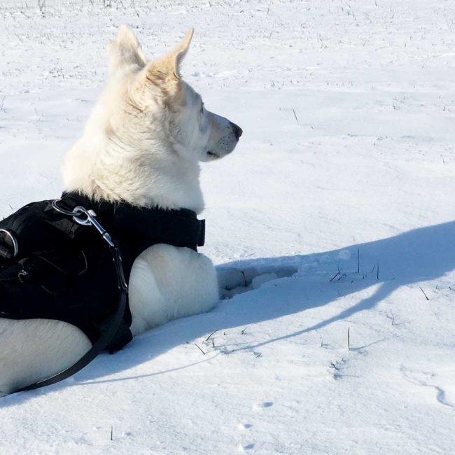 Dog Stories Hundegeschichten Elna Griechenland World of Strays Straßenhunde Tierschutz
