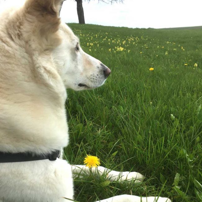 Dog Stories Hundegeschichten Elna Griechenland World of Strays Straßenhunde Tierschutz