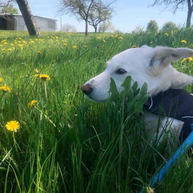 Dog Stories Hundegeschichten Elna Griechenland World of Strays Straßenhunde Tierschutz
