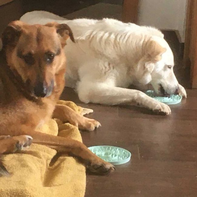 Dog Stories Hundegeschichten Elna Griechenland World of Strays Straßenhunde Tierschutz