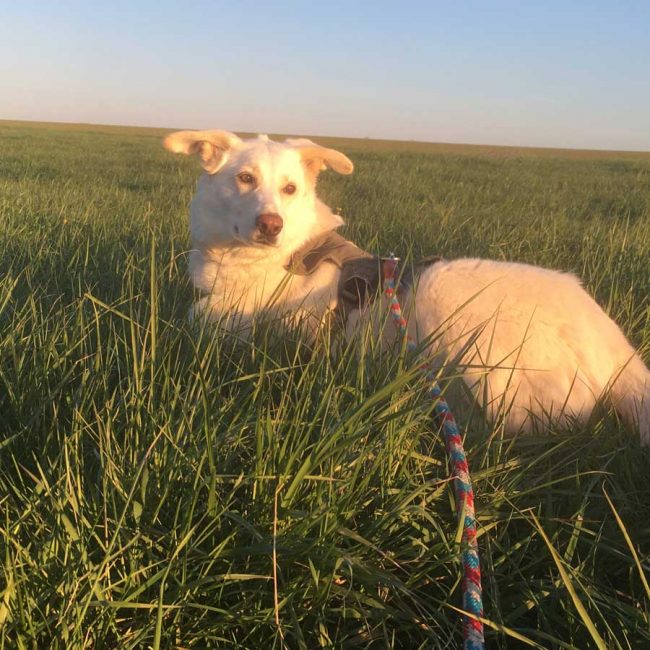 Dog Stories Hundegeschichten Elna Griechenland World of Strays Straßenhunde Tierschutz
