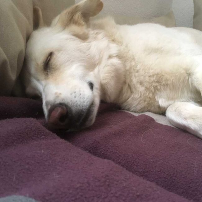 Dog Stories Hundegeschichten Elna Griechenland World of Strays Straßenhunde Tierschutz