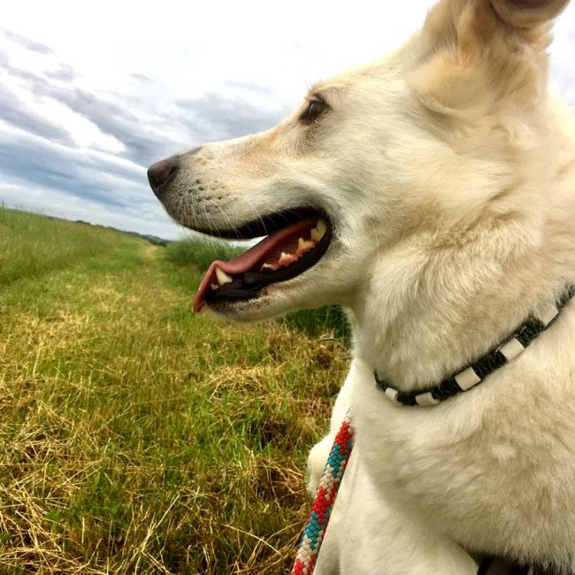 Dog Stories Hundegeschichten Elna Griechenland World of Strays Straßenhunde Tierschutz