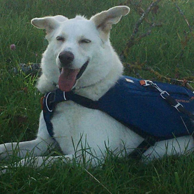 Dog Stories Hundegeschichten Elna Griechenland World of Strays Straßenhunde Tierschutz