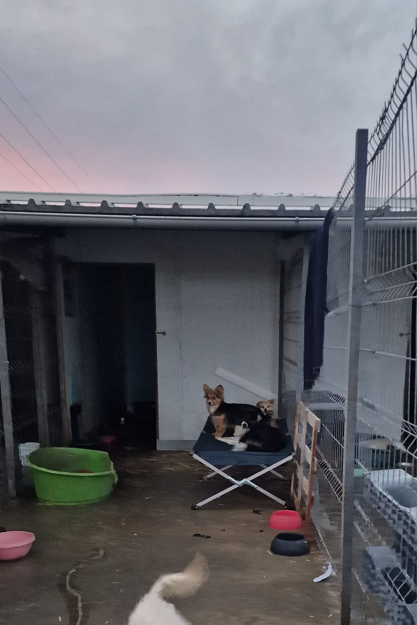 World of Strays Help Labus Rumänien