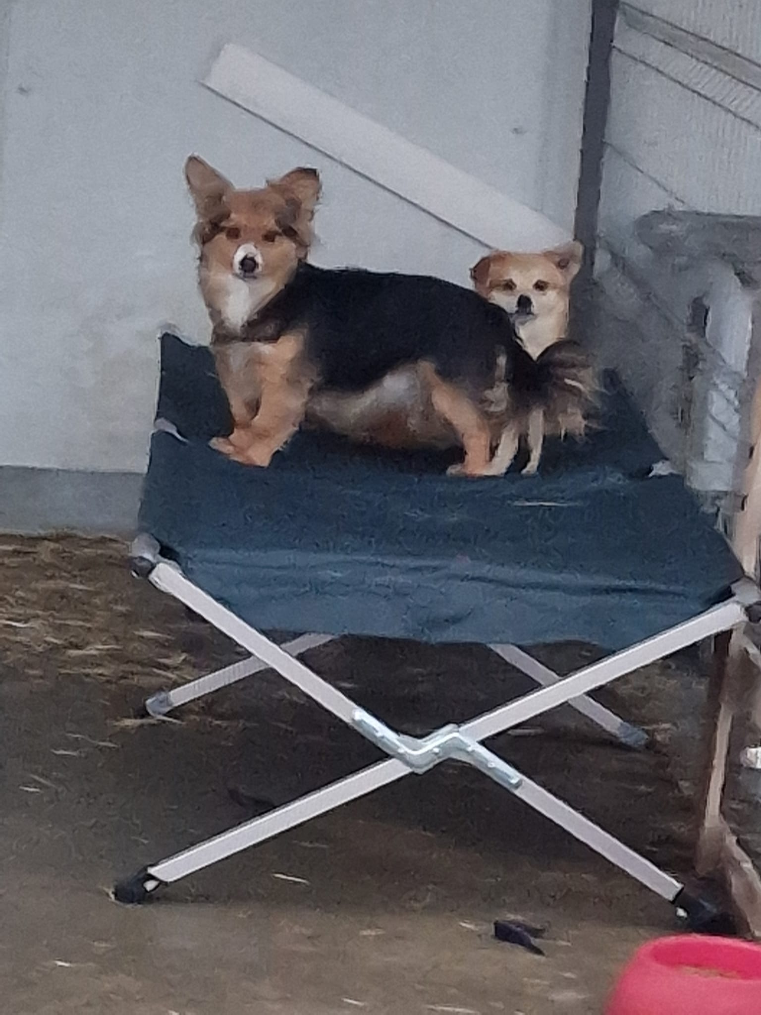 World of Strays Help Labus Rumänien