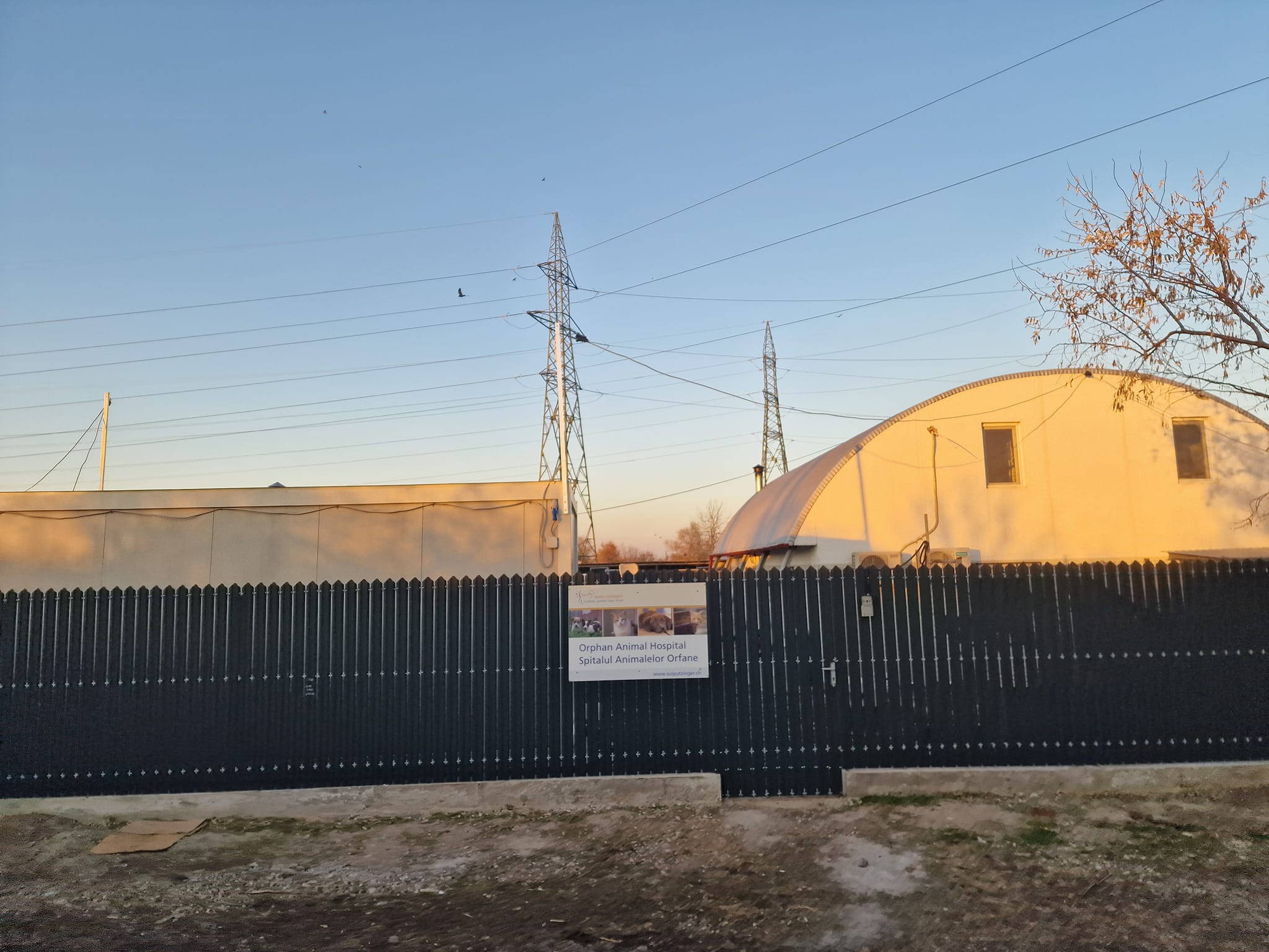 World of Strays Help Labus Rumänien