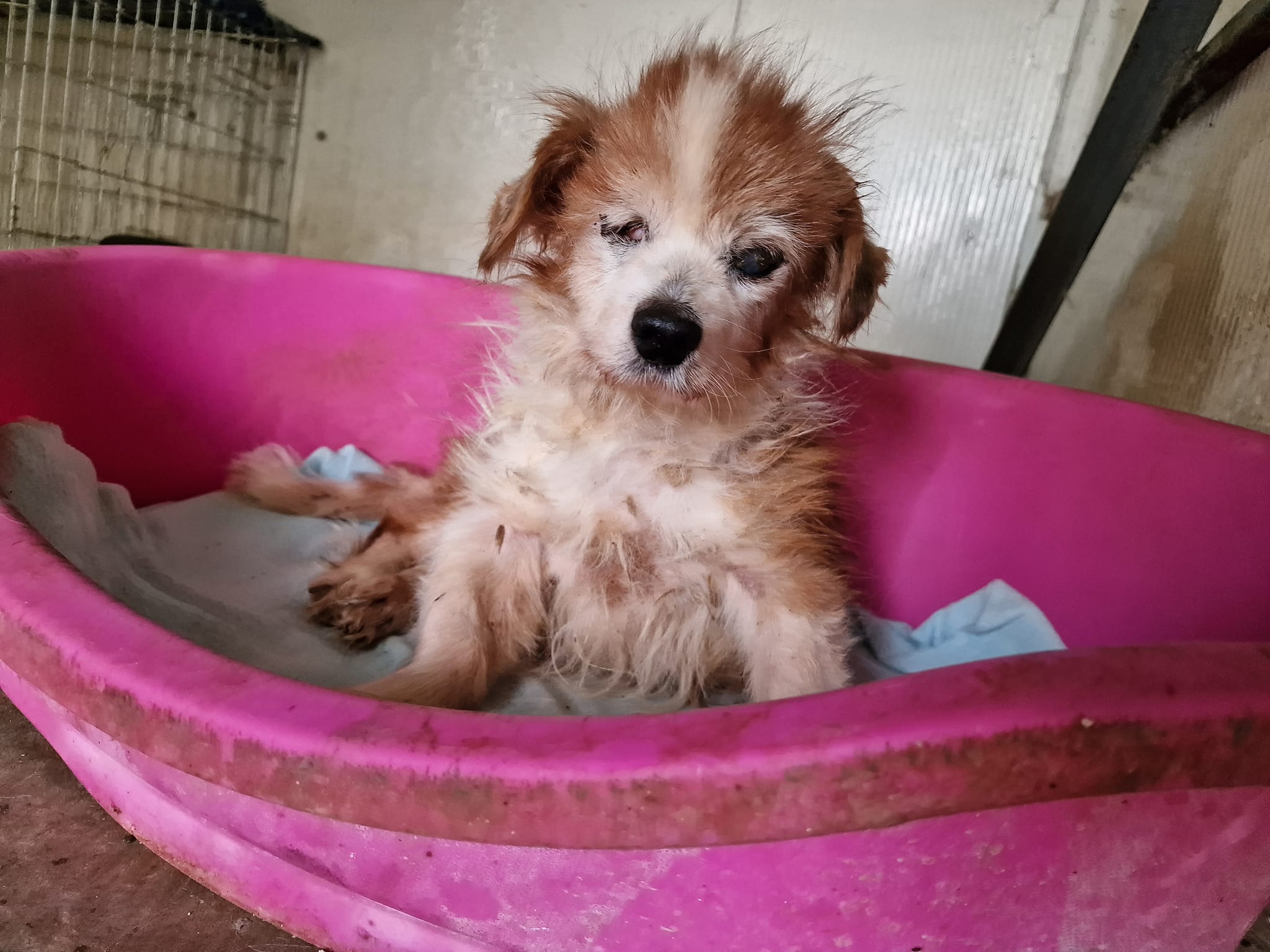 World of Strays Help Labus Rumänien