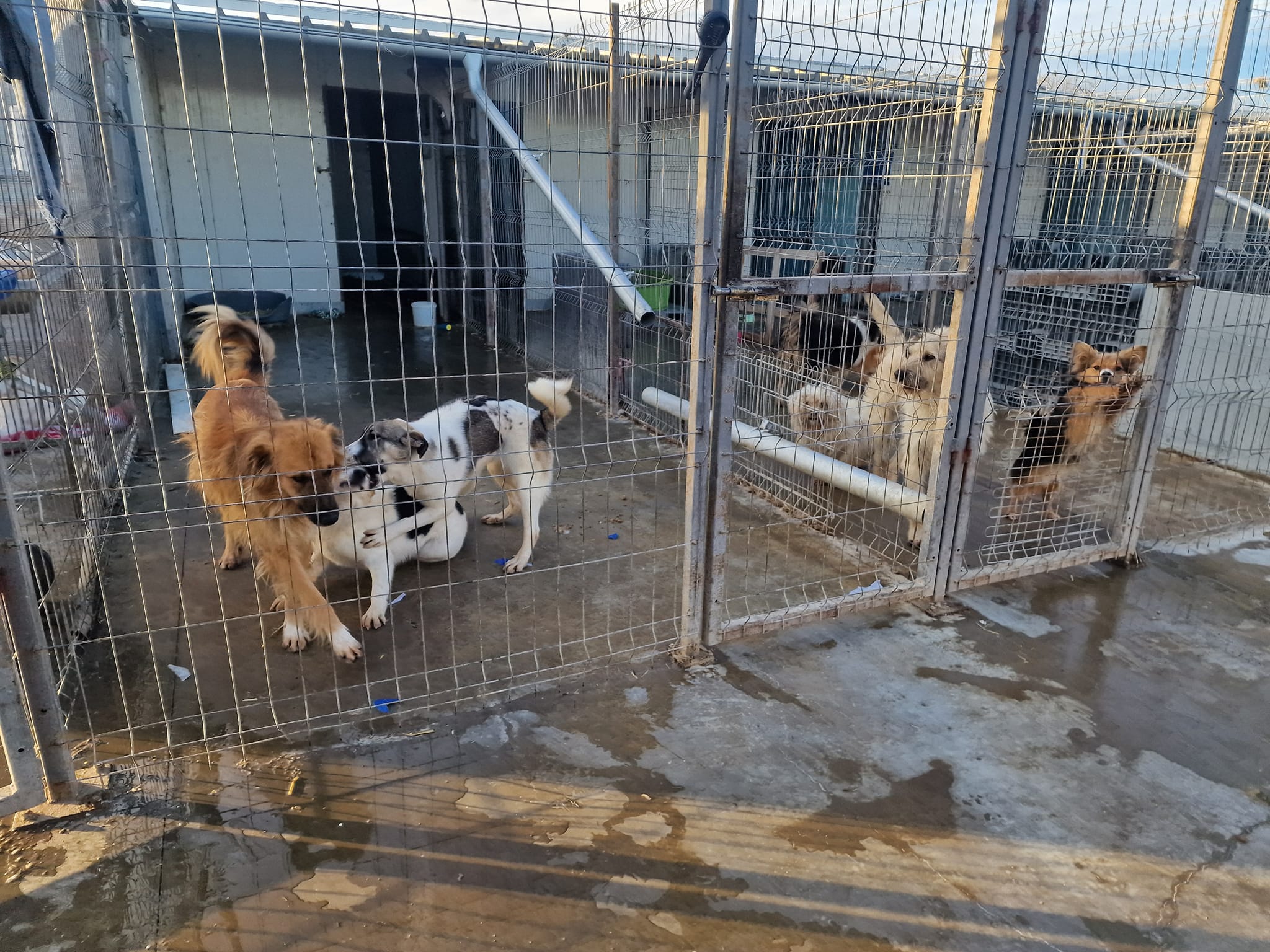 World of Strays Help Labus Rumänien