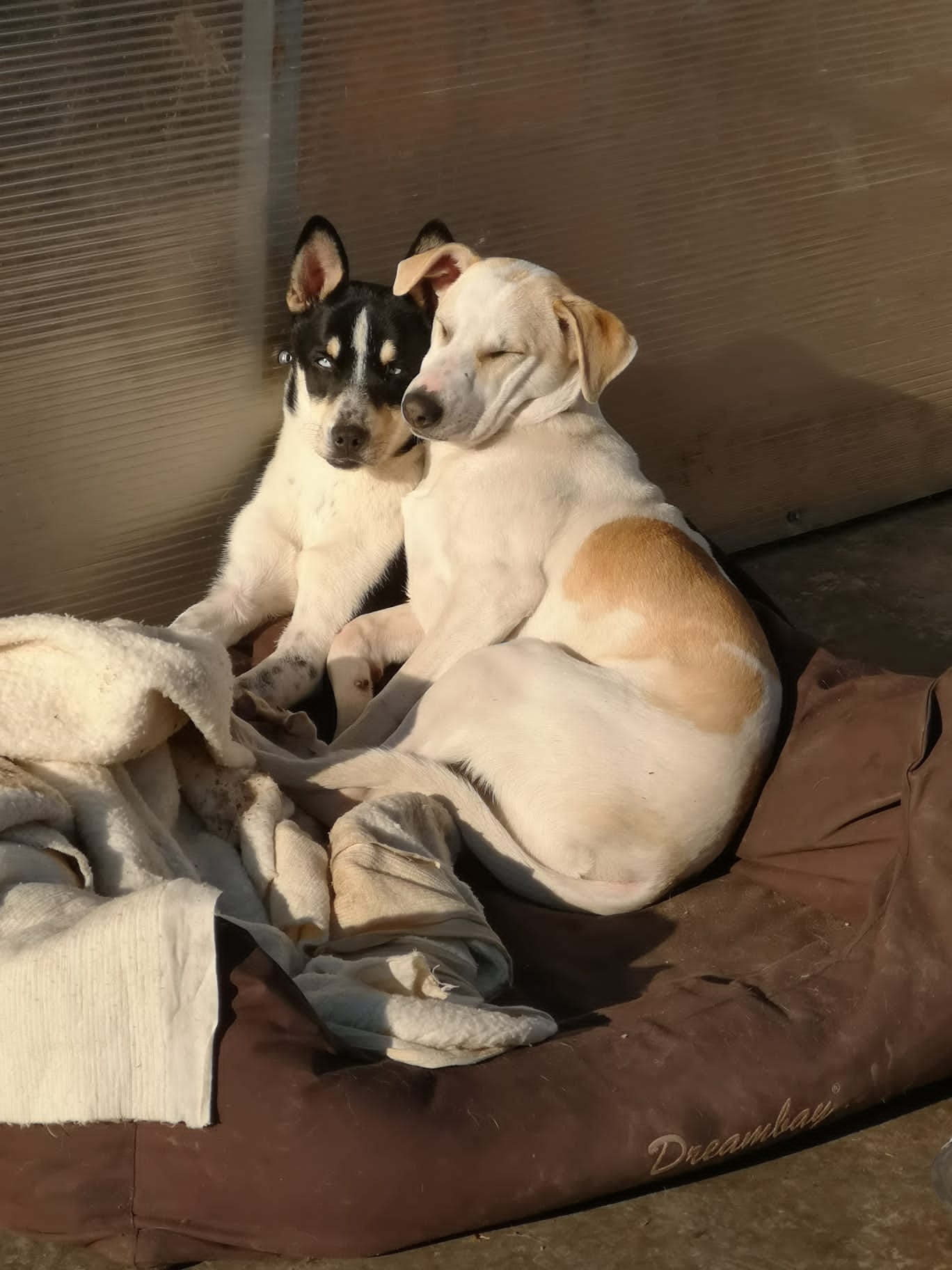 World of Strays Help Labus Rumänien