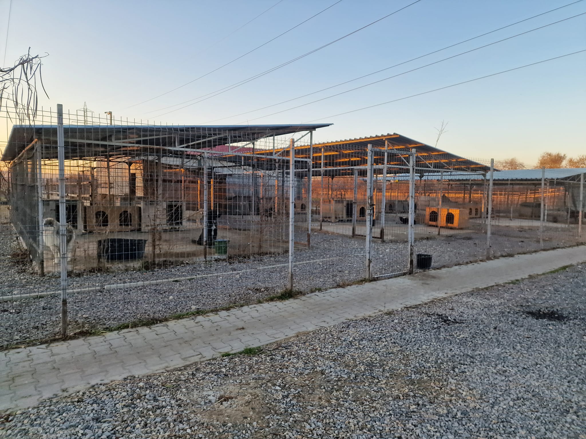 World of Strays Help Labus Rumänien