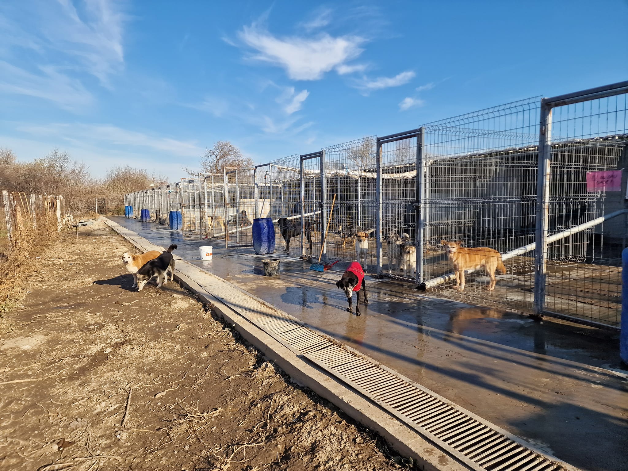 World of Strays Help Labus Rumänien