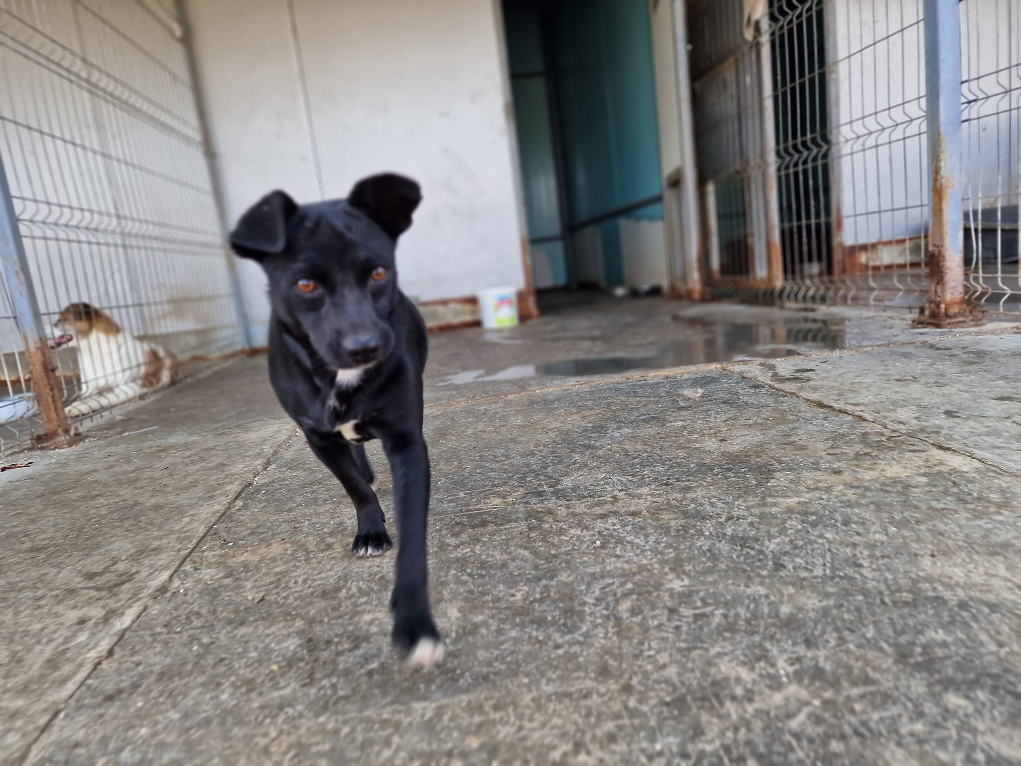 World of Strays Help Labus Rumänien